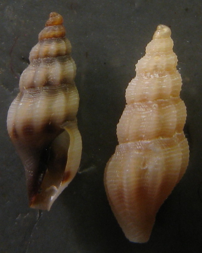 Bela taprurensis